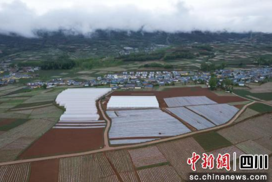 成都环境集团助力布拖县双产业发展 绘就乡村振兴增收图景